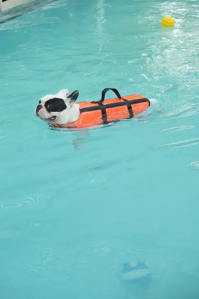 Perro toro francés nadando en piscina — Foto de Stock