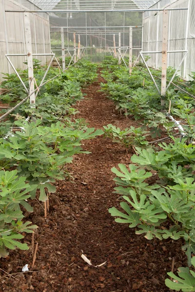 Feigenpflanzen Wachsen Biohof — Stockfoto
