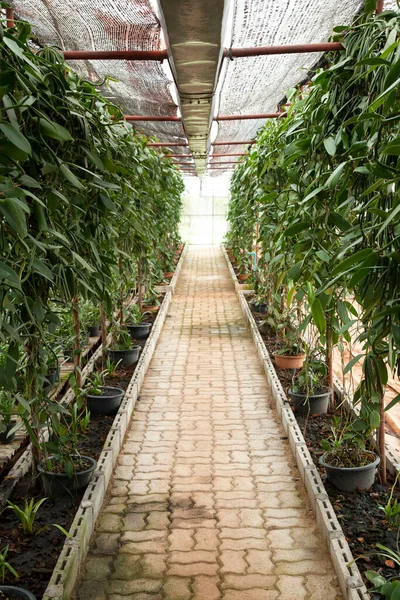 Vanillepflanzen Reihen Sich Biobauernhof — Stockfoto