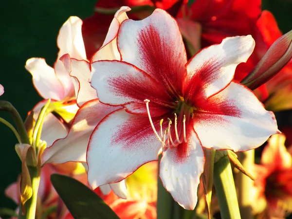 Beautiful red white lily