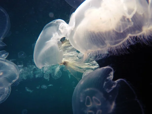 Plastiktüte Schwimmt Unter Wasser Und Macht Gefahr Für Meerestiere — Stockfoto