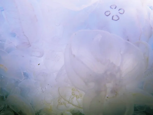 Tasarım için soyut denizanası görünümü