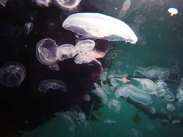 Plastové Sáček Plovoucí Pod Vodou Dělat Nebezpečí Pro Mořská Zvířata Stock Fotografie