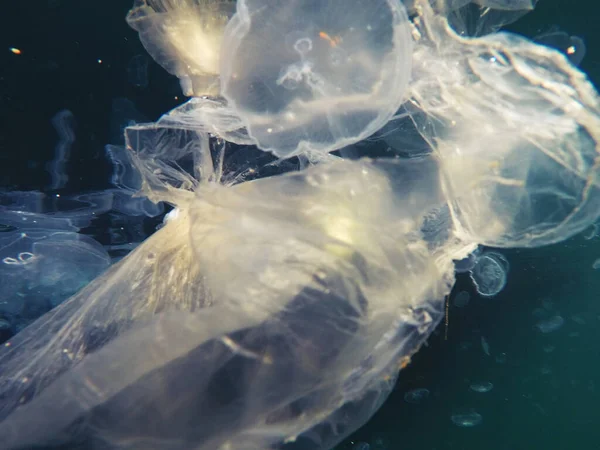 Plastové Sáček Plovoucí Pod Vodou Dělat Nebezpečí Pro Mořská Zvířata Stock Snímky