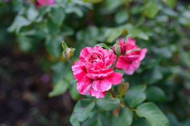 Rose 'un iki rengi var, kırmızı ve beyaz. Bahçe gülleri. Büyüyen güller.