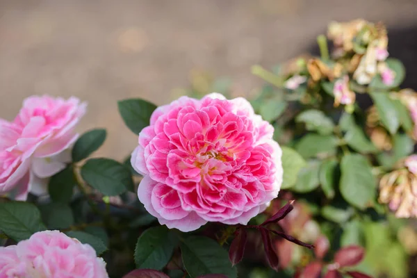 バラには赤と白の2色があります。庭のバラ。成長するバラ. — ストック写真