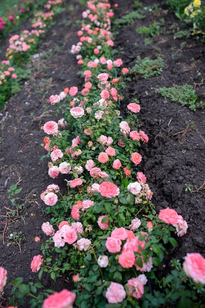 Różowe róże ogrodowe kwitną. Wiosenny sezon. Piękne kwiaty. — Zdjęcie stockowe