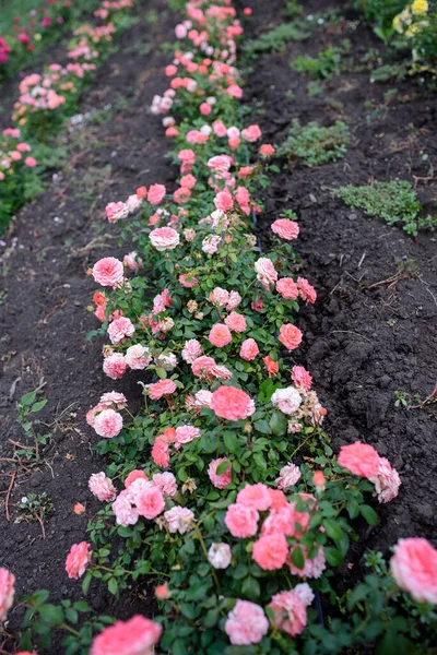 Pink garden roses are blooming. Spring season. Beautiful flowers. — Stock Photo, Image