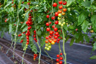 Serada yetişen güzel kırmızı kiraz domatesleri.