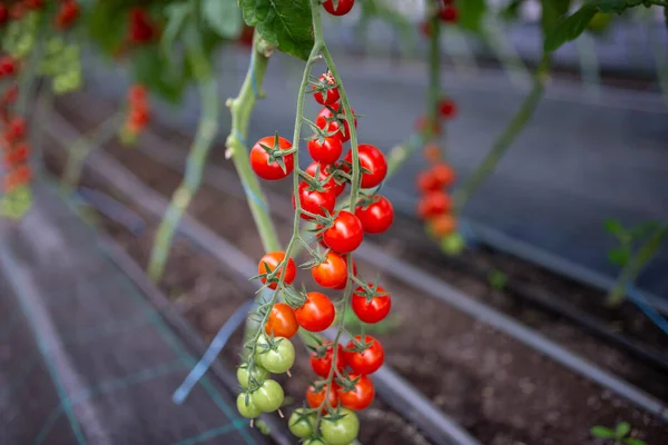 Belos tomates cereja maduros vermelhos cultivados em estufa — Fotografia de Stock