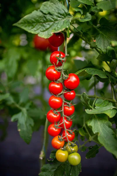 Hermosos tomates cherry rojos maduros cultivados en un invernadero — Foto de Stock