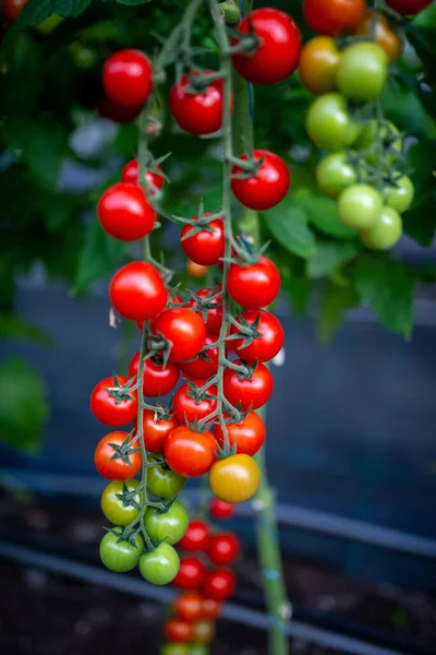 Hermosos tomates cherry rojos maduros cultivados en un invernadero — Foto de Stock