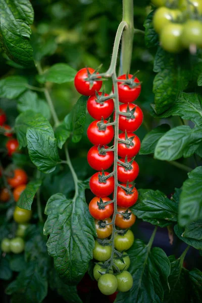 Krásná červená zralá cherry rajčata pěstovaná ve skleníku — Stock fotografie