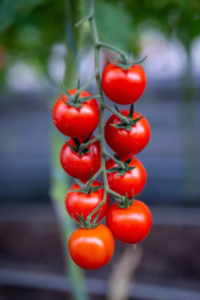 Serada yetişen güzel kırmızı kiraz domatesleri. — Stok fotoğraf
