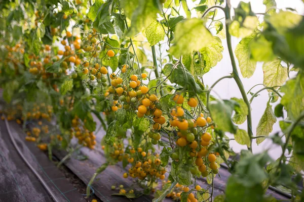 Tomates cereja amarelos. Belos tomates maduros amarelos cultivados em estufa. — Fotografia de Stock