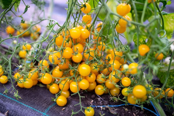 Tomates cereja amarelos. Belos tomates maduros amarelos cultivados em estufa. — Fotografia de Stock