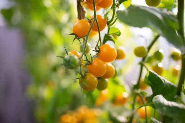 Tomates cherry amarillos. Hermosos tomates amarillos maduros cultivados en un invernadero. — Foto de Stock