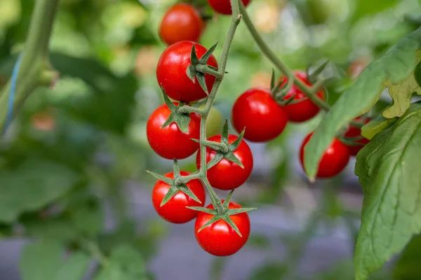 Όμορφα κόκκινα ώριμα ντοματίνια που καλλιεργούνται σε θερμοκήπιο — Φωτογραφία Αρχείου