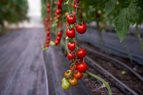 Belos tomates cereja maduros vermelhos cultivados em estufa — Fotografia de Stock