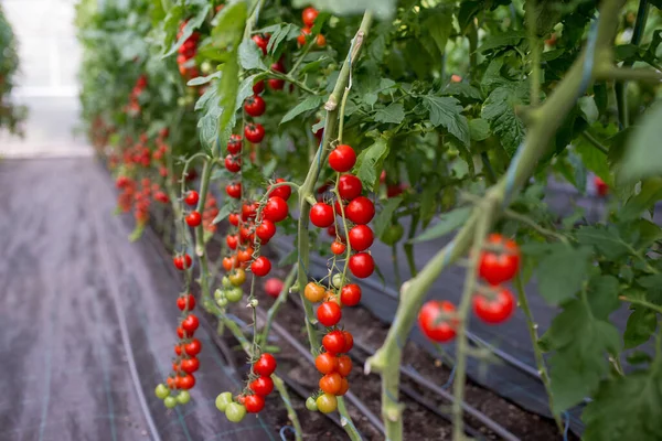 Serada yetişen güzel kırmızı kiraz domatesleri.