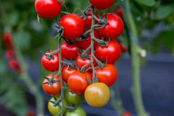 生长在温室里的美丽的红色成熟的樱桃西红柿 — 图库照片