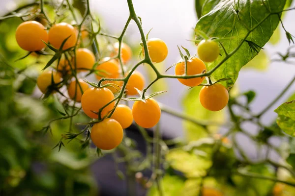 Sárga cseresznyés paradicsom. Gyönyörű sárga érett paradicsom termesztett üvegházban. — Stock Fotó