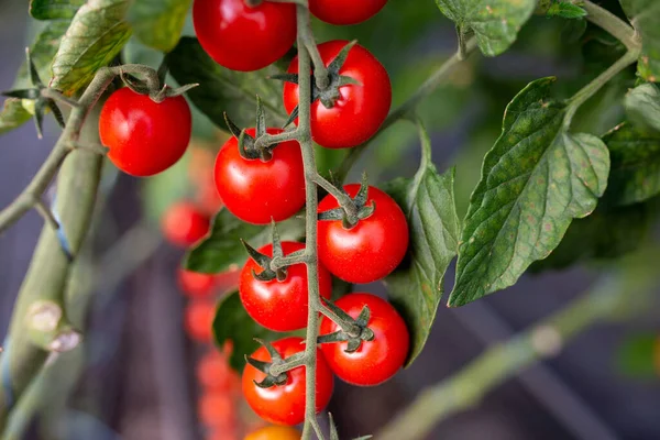 Όμορφα κόκκινα ώριμα ντοματίνια που καλλιεργούνται σε θερμοκήπιο — Φωτογραφία Αρχείου