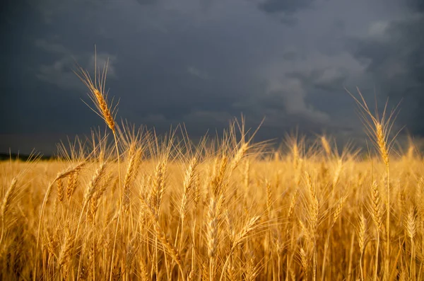 Storm dark clouds over field with wheats stems — Foto de Stock