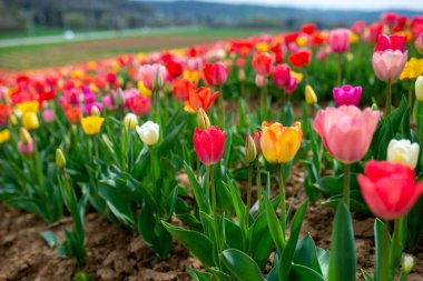 Hollanda 'daki lale tarlasında güzel renkli laleler var.