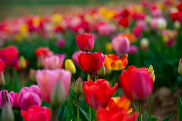 Campo de tulipán en los Países Bajos con tulipanes florecientes bellamente coloreados —  Fotos de Stock