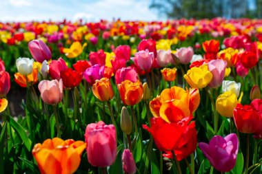 Field of many blooming pink, white, yellow and red tulips showing green stems. Close up and looking towards blue sky.