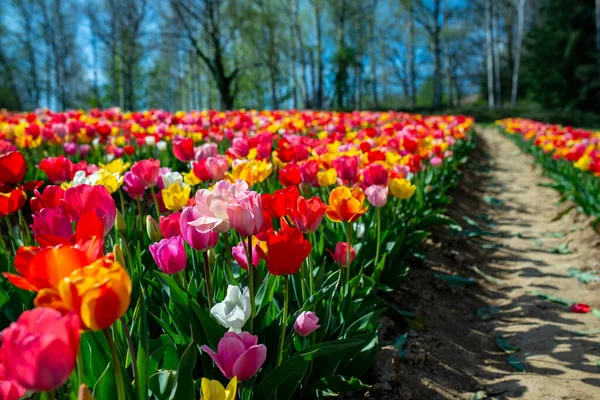 Lale tarlası ve farklı renkte laleler. Baharda güneşli hava.