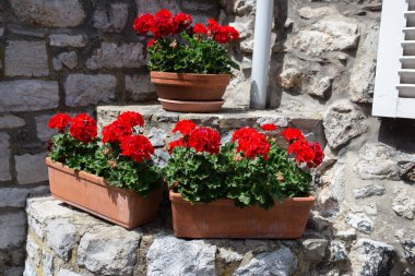 Kırmızı bahçe sardunya çiçekleri, yakın plan sardunya çiçekleri. pelargonium