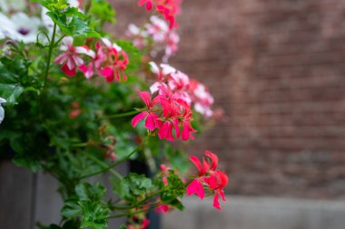 Pembe sardunya çiçekleri. Güneş ışığı. Geranium 'un küçük güzel çiçeği. Sarmaşık yapraklı pelargonyum. Dışardaki tencerede sardunya.