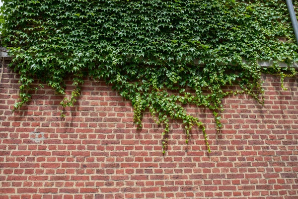 Hanging Ivy Red Brick Wall Pebble Floor Background Texture Text — Stock Photo, Image