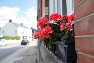 Kırmızı bahçe sardunya çiçekleri, yakın plan sardunya çiçekleri. pelargonium