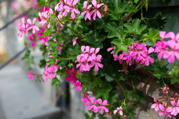 Pink Geranium Flowers Sunlight Beautiful Little Flower Geranium Ivy Leaf — Stock Fotó