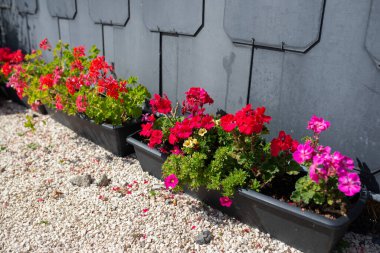 Kırmızı bahçe sardunya çiçekleri, yakın plan sardunya çiçekleri. pelargonium