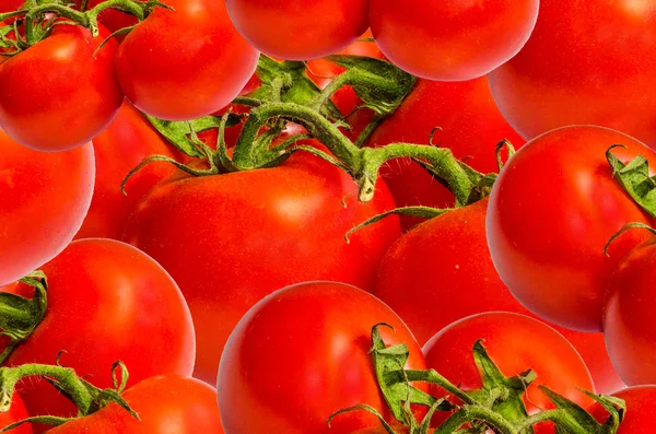 Tomaten — Stockfoto