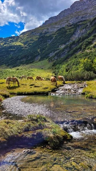 Atlar derenin yakınındaki bir çayırda otluyor.