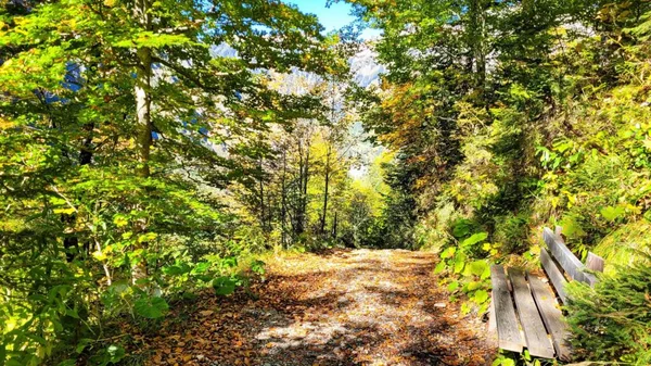 Sunny Day Forest — Stock Photo, Image