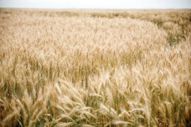 Buğday ve güneş alan