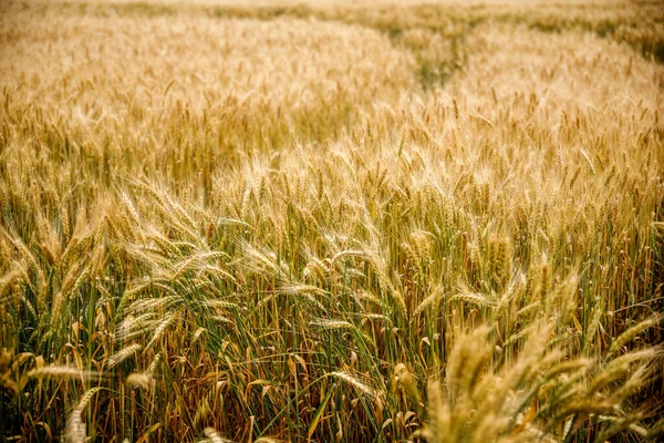 Pšenice a slunce — Stock fotografie