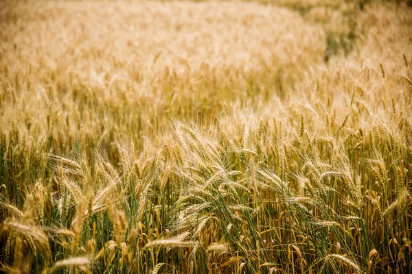 Campo de trigo e sol — Fotografia de Stock