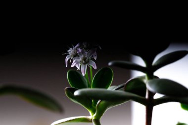 Para ağacı çiçek açıyor. Crassula ovata Bonsai tarzı. Ev için süs bitkisi.