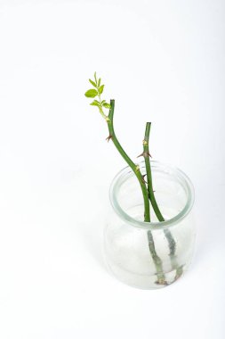 Dikenli kök güllerin bir kısmı beyaz arkaplanda izole.