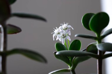 Para ağacı çiçek açıyor. Crassula ovata Bonsai tarzı. Ev için süs bitkisi.