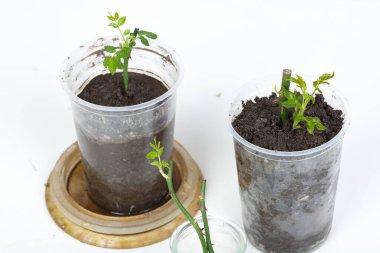 Gül kesme. Beyaz bir arka planda. Toprağın altında