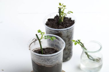 Gül kesme. Beyaz bir arka planda. Toprağın altında