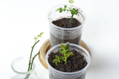 Gül kesme. Beyaz bir arka planda. Toprağın altında